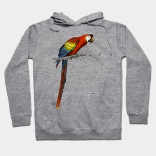 Parrot Hoodie